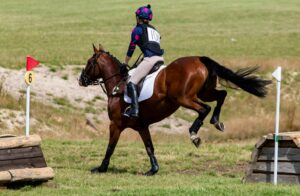 chevaux les plus joues